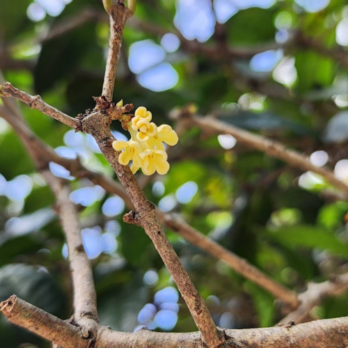 黃金桂花茶