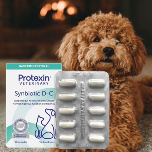 Protexin Synbiotic D-C 犬貓用益生菌 日本 腸寶
