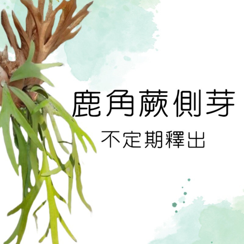 ［植禾］鹿角蕨側芽 賽爾索 深綠 捲捲鹿 雷神 愛麗絲 三叉戢 藍景 保羅 白霍克 圓盾 爪哇 聖誕節 上板鹿 禮物